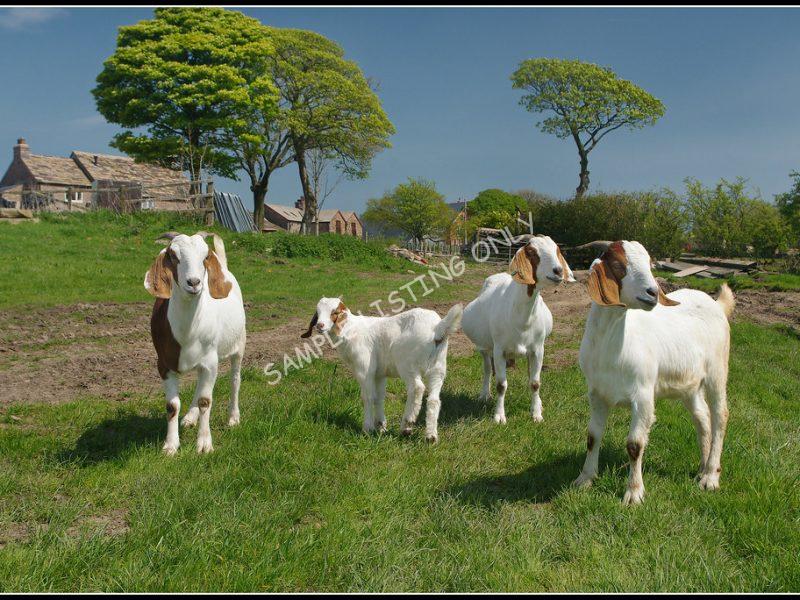 Malian Live Boer Goats