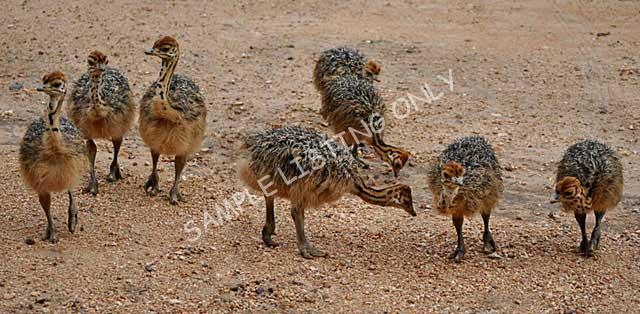 Mali Ostrich Chicks