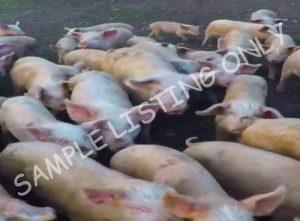 Mali Healthy Pigs