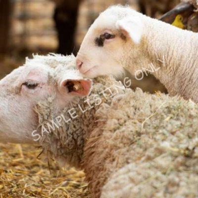 Healthy Mali Sheep