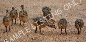 Mali Guinea Fowls